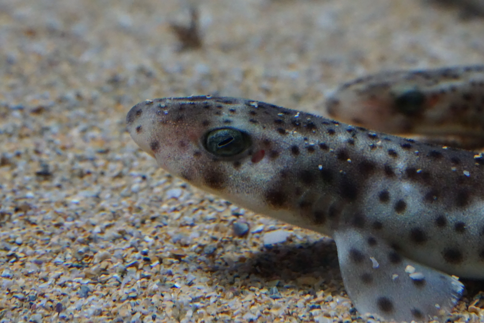 AS – Small-spotted catshark pup Baby sharks in an aquarium