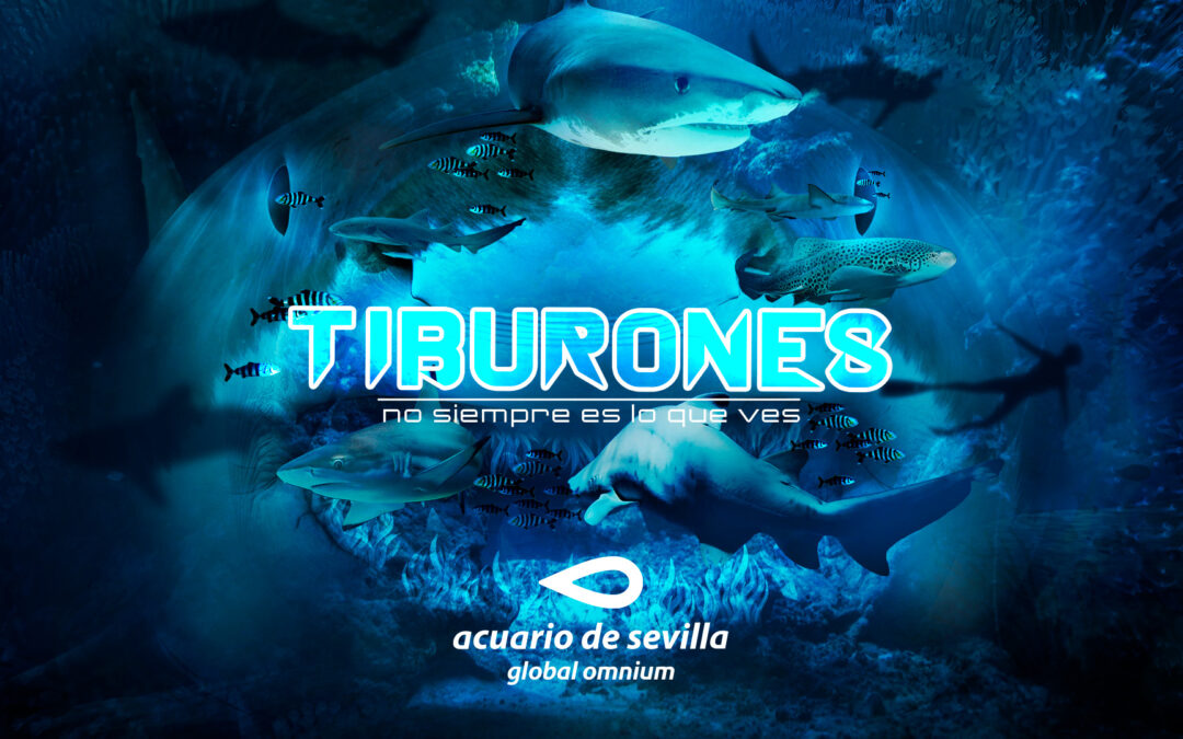 Seville Aquarium opens “Sharks. Not always what they seem”