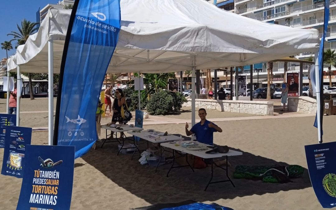 El Acuario de Sevilla presenta en Fuengirola una nueva edición de la campaña “Aquí salvamos tortugas”
