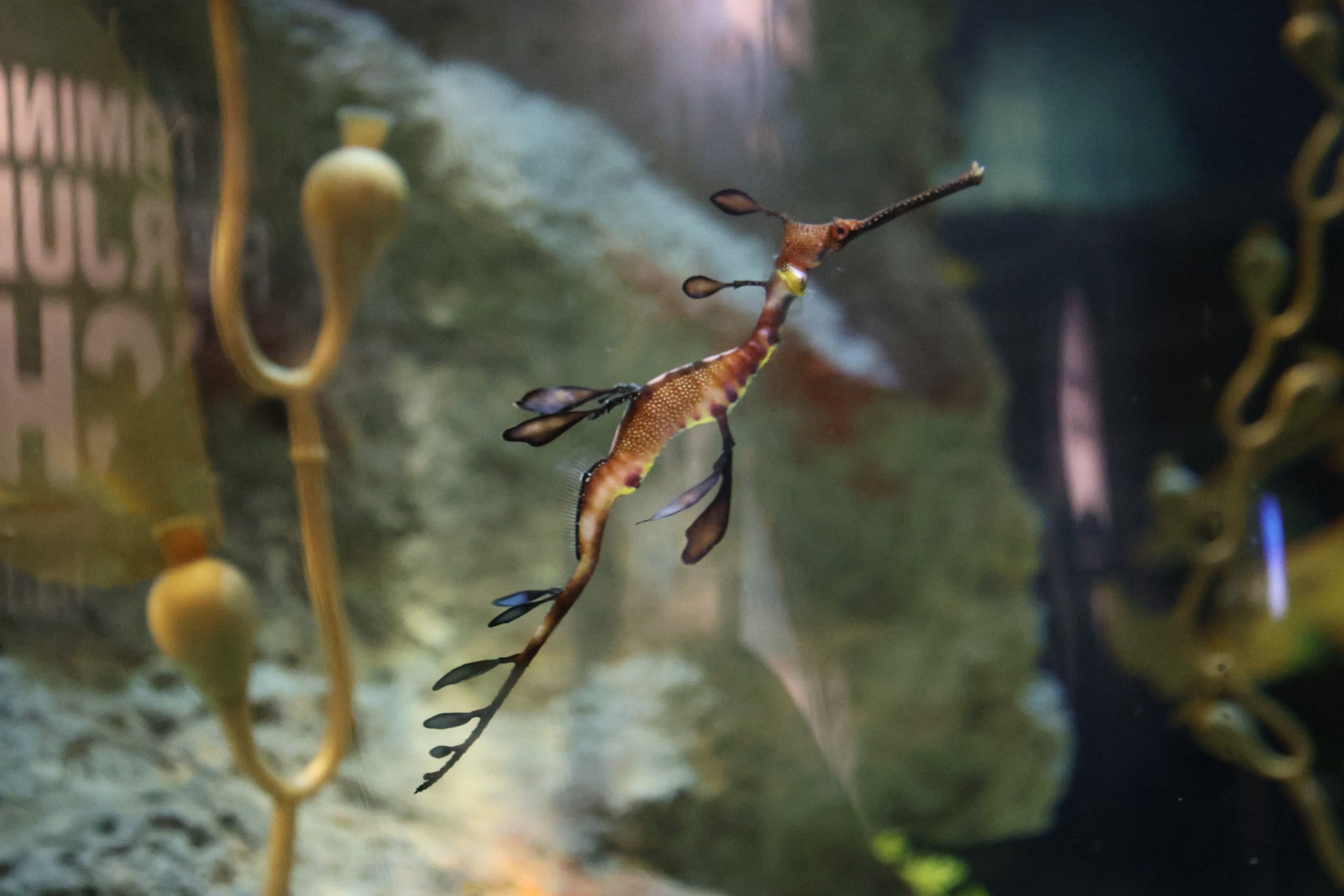 Sea dragon at the Seville Aquarium