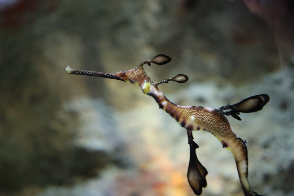 Acuario Sevilla_dragones del mar pez dragón del mar en un acuario