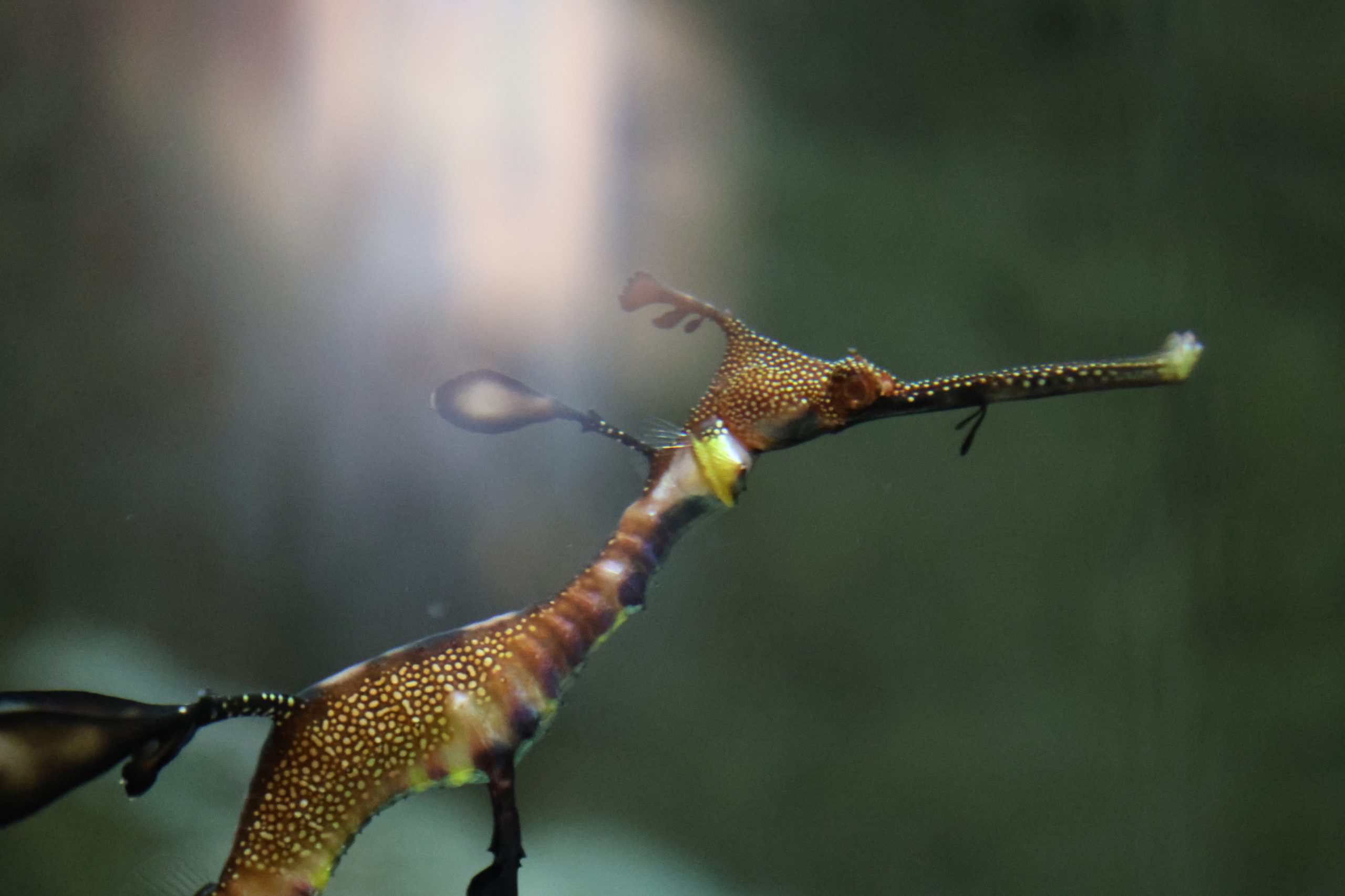 Sea dragons in an aquarium