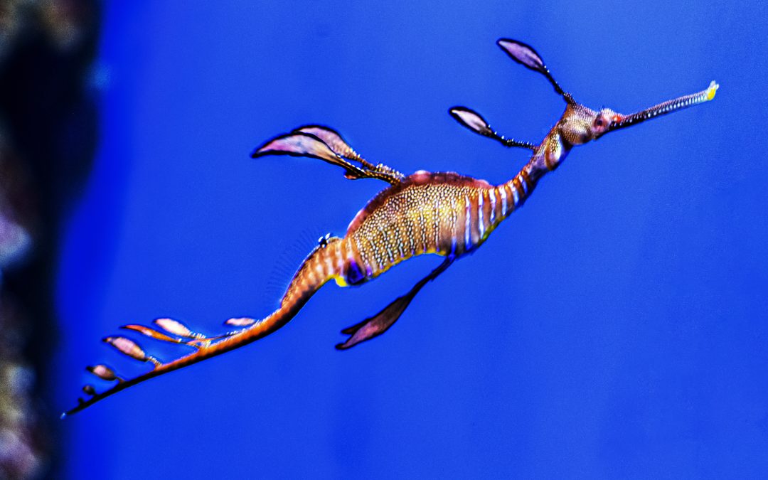 Sea dragons arrive at the Seville Aquarium