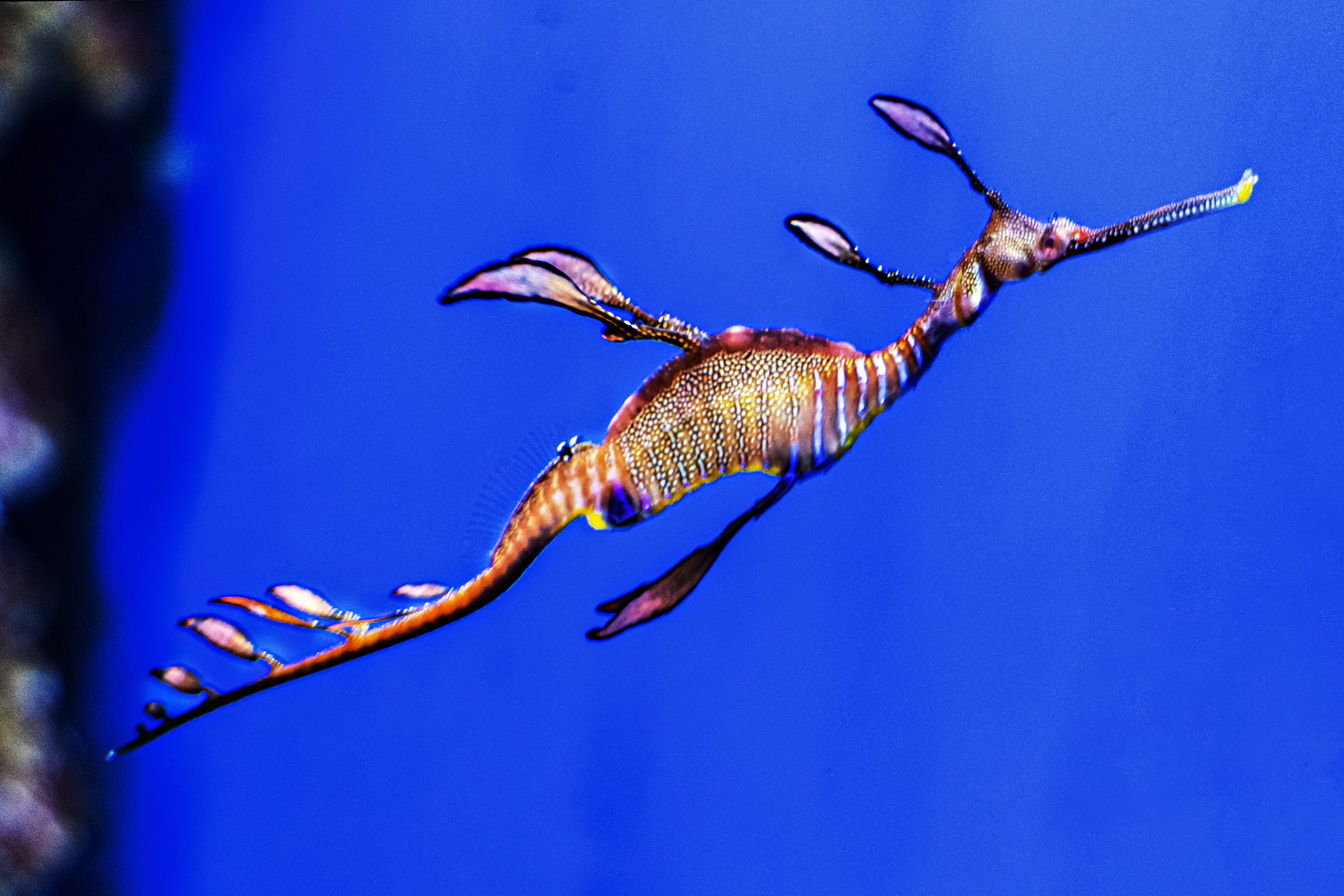 dragónn de mar en el acuario de sevilla