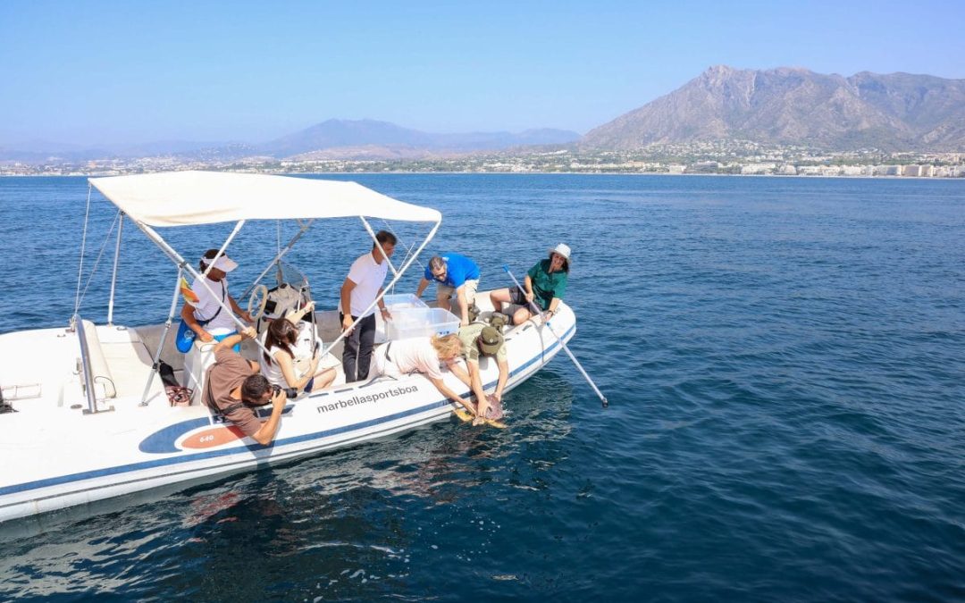 Sea turtle “Pepa” returns to the sea after completing her recovery at the Seville Aquarium