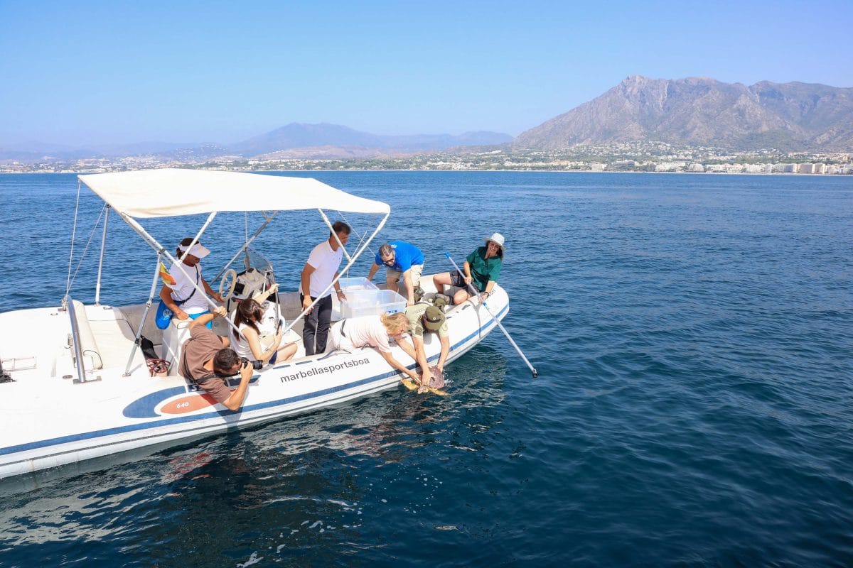 Sea turtle release